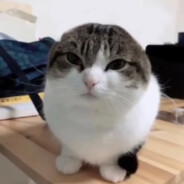 OwAwO