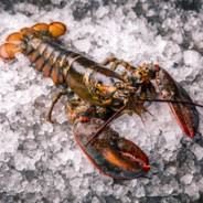 lobster expert