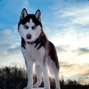 Пельмешек
