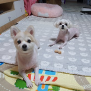 손토끼