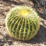 Golden Cactus