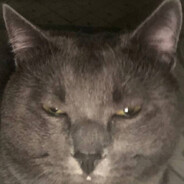 GOGA EAT THE BITCH