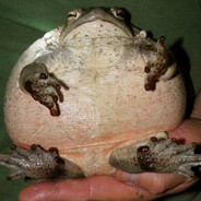JABIMO