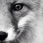 Refur