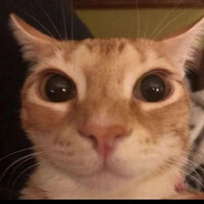 плавленный котен