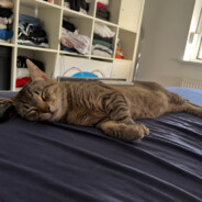 Lucey