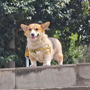 pp不是pp