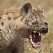 Hyena
