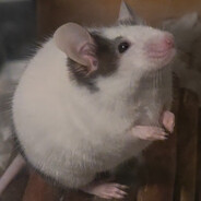 Eridaniel