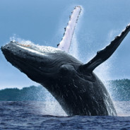 ColdWhale