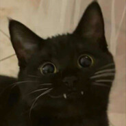 RED-CAT
