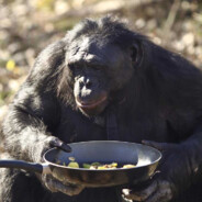 Monke gaming