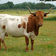 SpanishCow