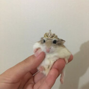 Zuku ッ