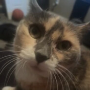 ジョニー