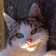 Tomo!