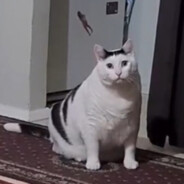 Kipo