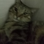 CatOkk