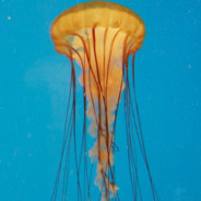 Mike the jellyfish