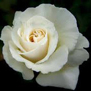 Roseweave