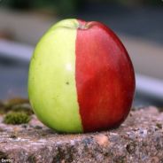 Hey Apple