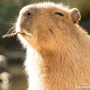 King Capybara