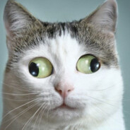 MingoDerKater