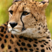 Gepard