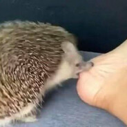 刺猬爱好者