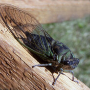 Cicada