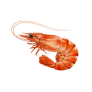 Shrimp