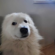 Doge_King