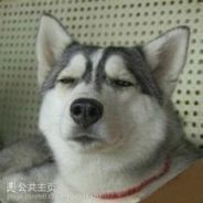猫来