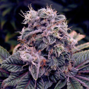 BigBlack_Marihuana
