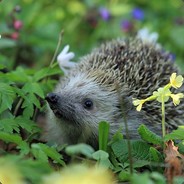 Hedgehog