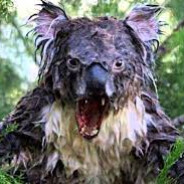 LethalDropBear