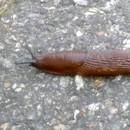 snegla