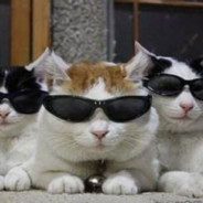 Kedi