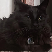 Gizmo's Dad