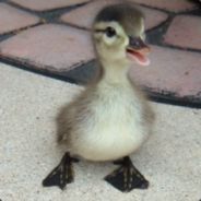 A HaPpY DuCk!!