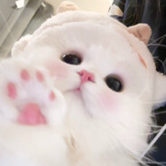 jojo猫