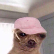 CCtheBee