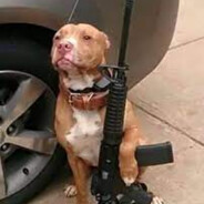 DogMau