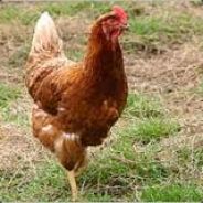 Just a Chicken