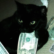 Kate_Red_Cat