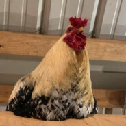 Rooster