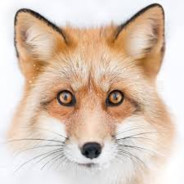 Fluffyfox_99