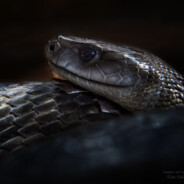 Mamba