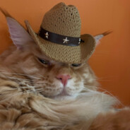 cowboy cat
