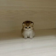 Бибон